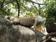 8. Rio Cuale iguana